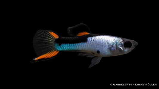 Endlers Guppy männlich silverado black flame ml