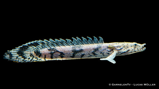 Endlicheri Flösselhecht 8-10 cm