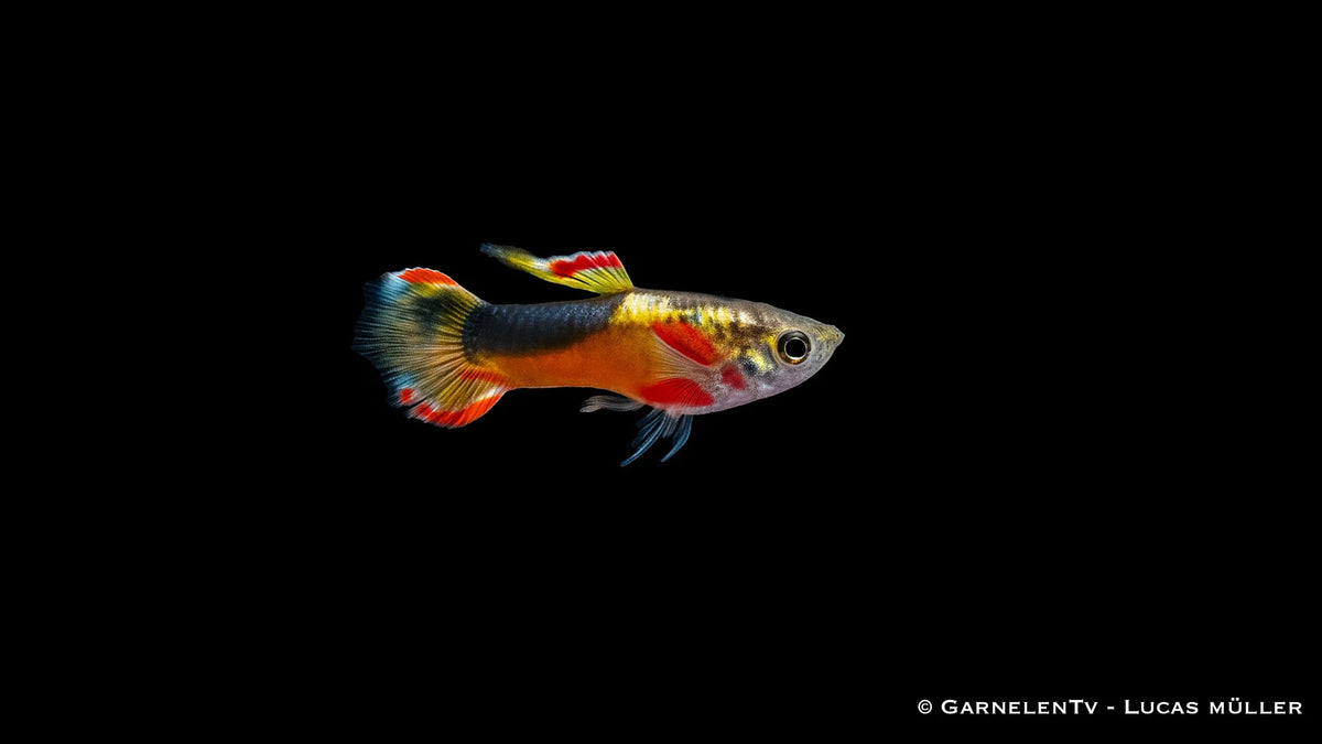Endlers Guppy männlich yellow saddleback ml