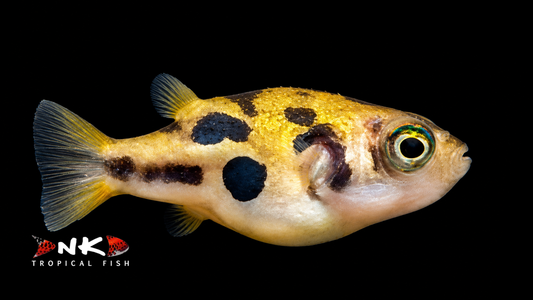 Erbsenkugelfisch WF ml
