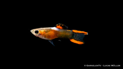 Endlers Guppy männlich black flame ml