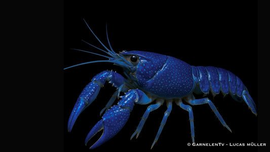 Stahlblauer Lobster  5 cm
