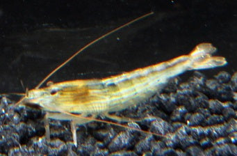 Fächergarnele 4 cm