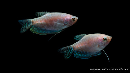 Fadenfisch opal DNZ 5 cm