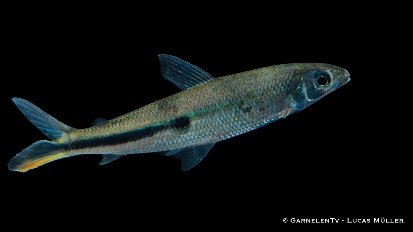 Rotschwanz-Federsalmler WF 10 cm