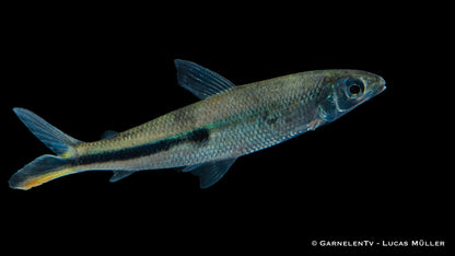 Rotschwanz-Federsalmler WF 10 cm