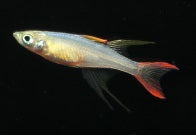 Filigran Regenbogenfisch med