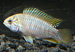Gelber Zwergbuntbarsch opal DNZ XL