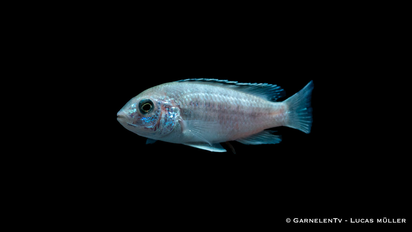 Gelber Maulbrüter white DNZ 4 cm