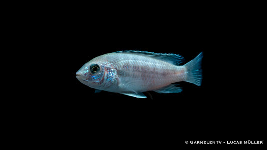 Gelber Maulbrüter white DNZ 4 cm