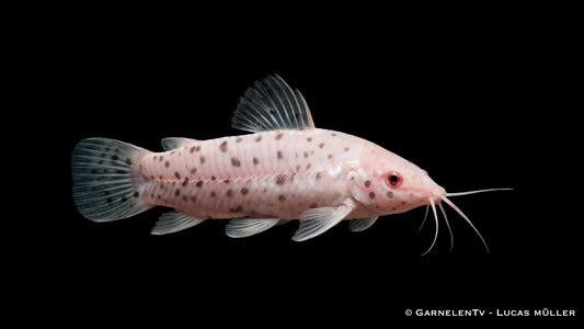 Schwielenwels albino ENZ 5 cm