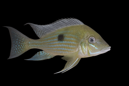 Tränenstrich Erdfresser WF 10-12 cm