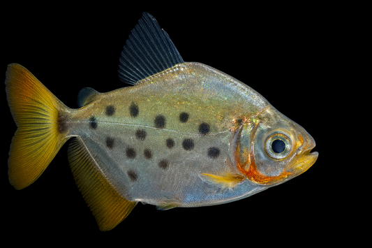 Gepunkteter Scheibensalmler 5-6 cm