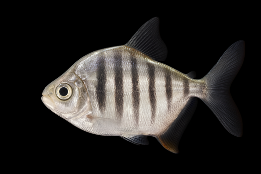 Gestreifter Scheibensalmler 5-6 cm