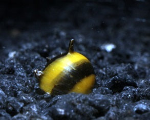 Geweihschnecke