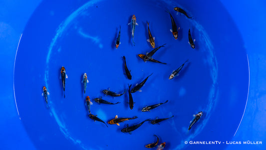 Ghostkoi 6-9 cm
