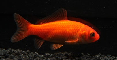 Goldfisch  4-6 cm