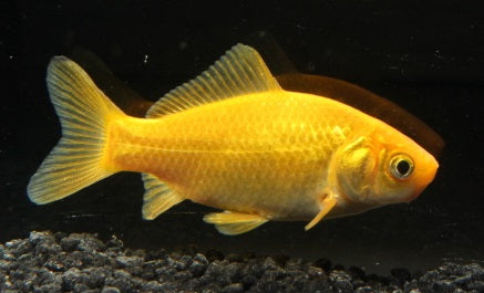 Goldfisch GELB 4-6 cm