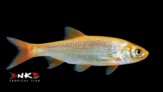 Goldorfe 10-12 cm