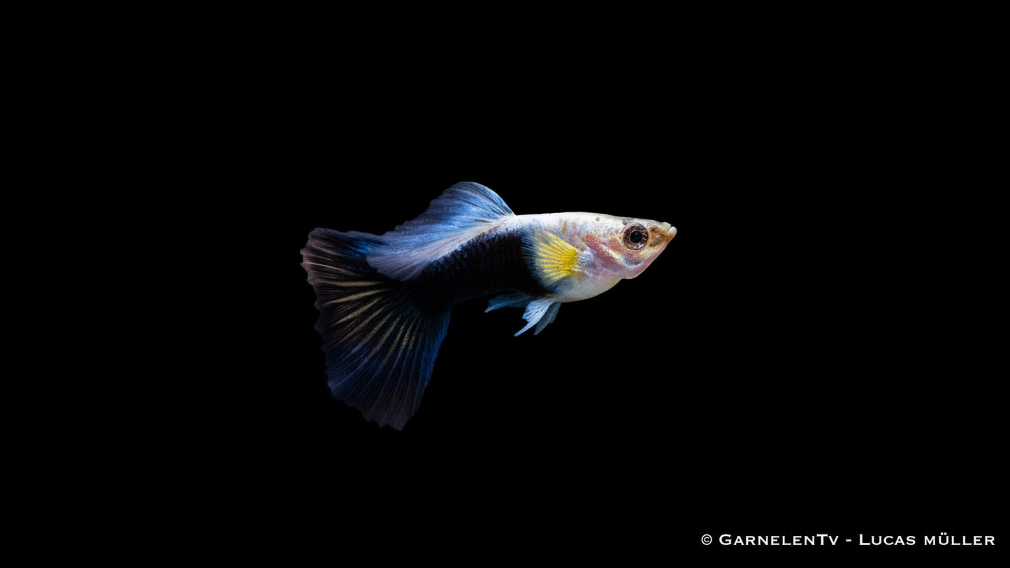 Guppy männlich neon blau HQ ml(Thailand)