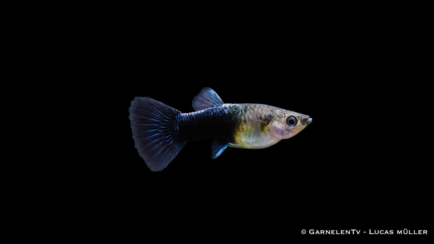 Guppy weiblich neon blau HQ lg (Thailand)