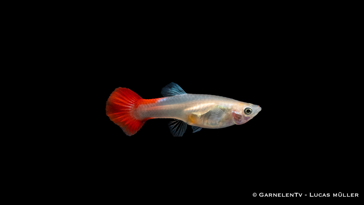 Guppy weiblich red blond tuxedo ml (Thailand)