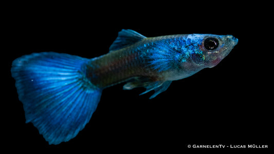 Guppy männlich blue moskau DNZ med