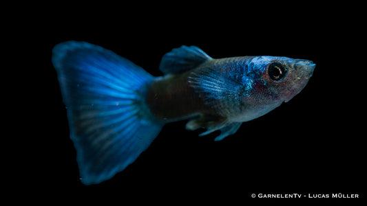 Guppy männlich blue moskau EU-NZ lg
