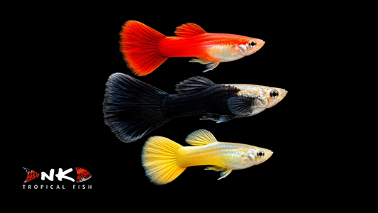 Guppy männlich Deutschland mix EU-NZ lg