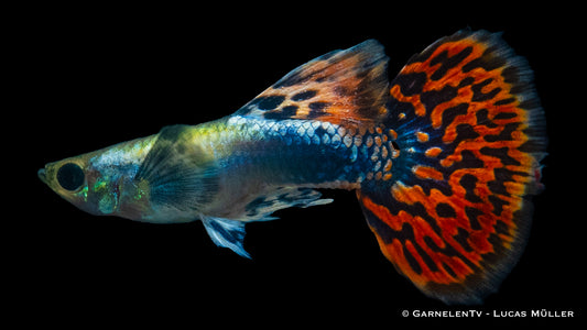 Guppy männlich dumbo red dragon med (Sri Lanka)