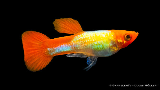 Guppy männlich koi kohaku metallic med (Sri Lanka)