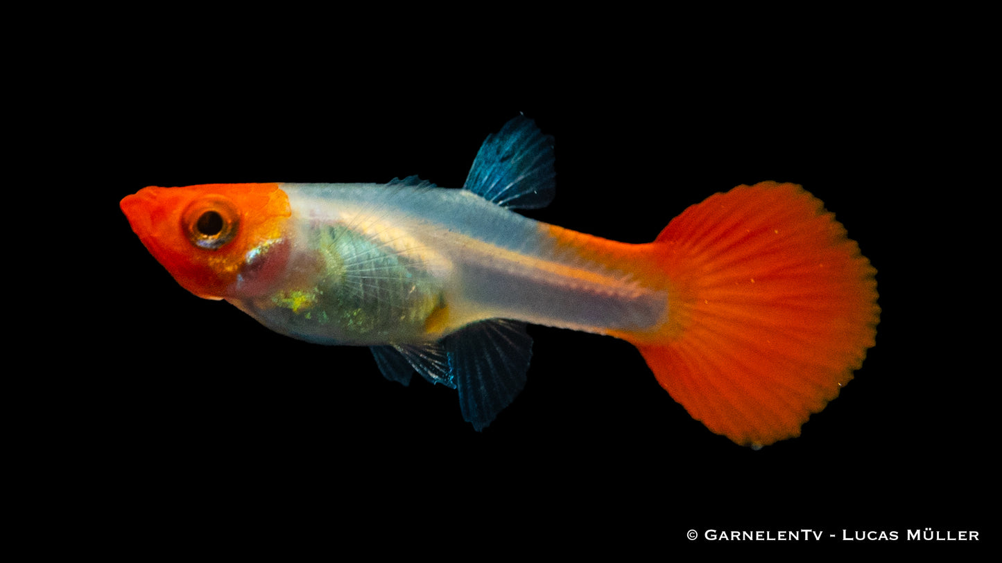 Guppy weiblich koi kohaku med (Sri Lanka)