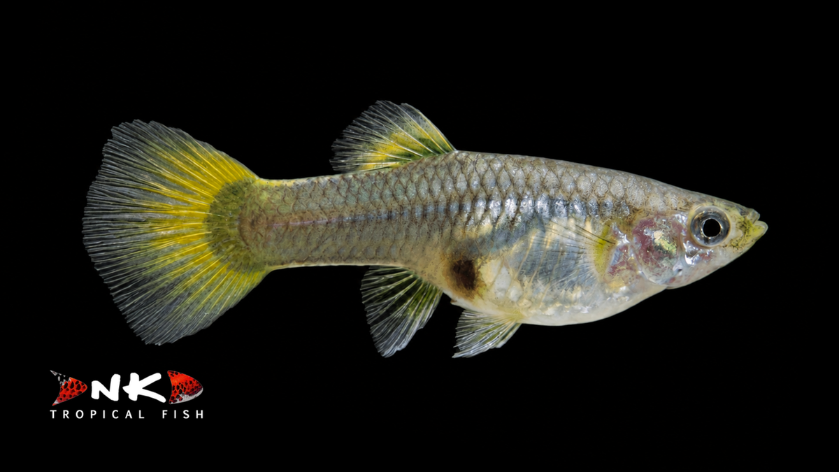 Guppy weiblich gold tuxedo ml (Thailand)