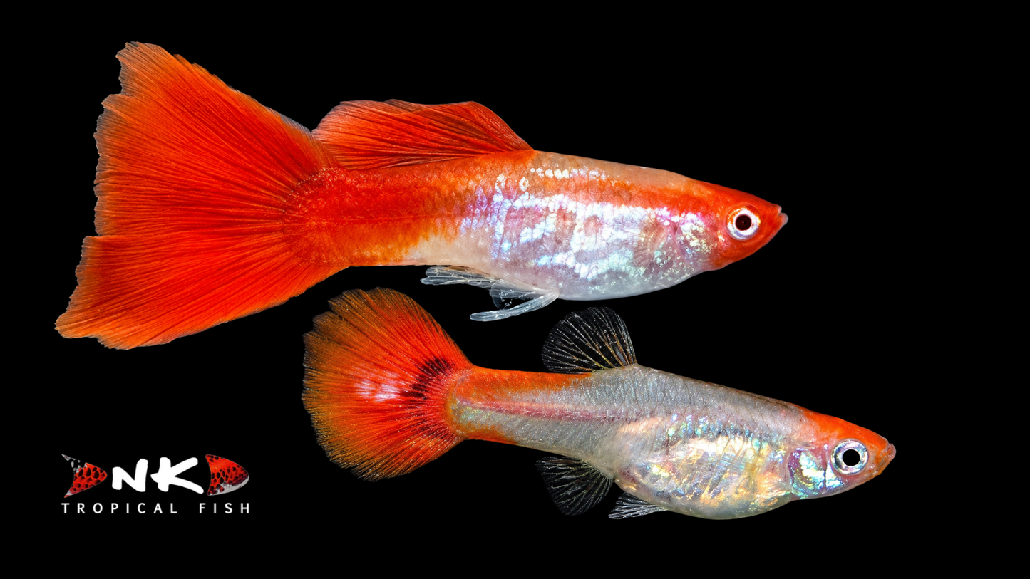 Guppy koi kohaku snakeskin DNZ ml (Männchen&Weibchen)