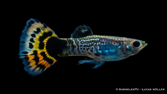 Guppy männlich mosaik EU-NZ lg
