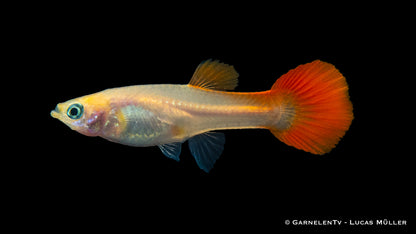 Guppy weiblich red blond med (Singapur)