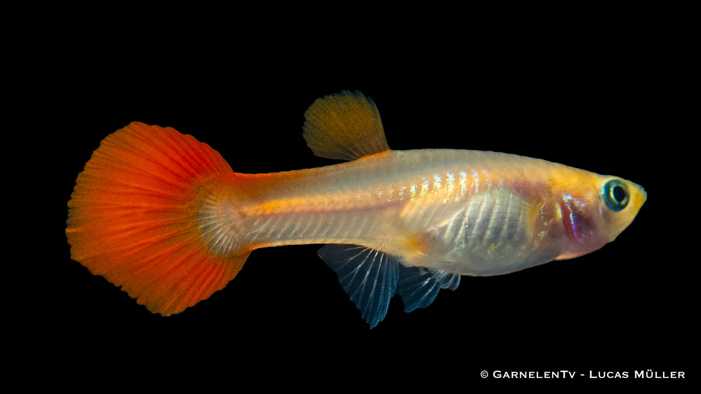 Guppy weiblich red gold tuxedo med (Sri Lanka)