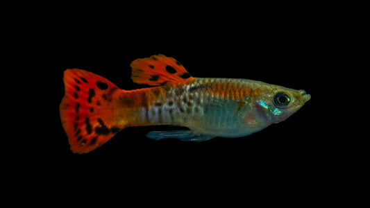 Guppy männlich cobra red ml (Sri Lanka)