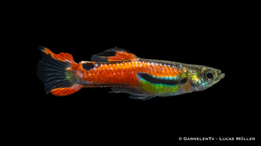 Endlers Guppy männlich red  scarlet med