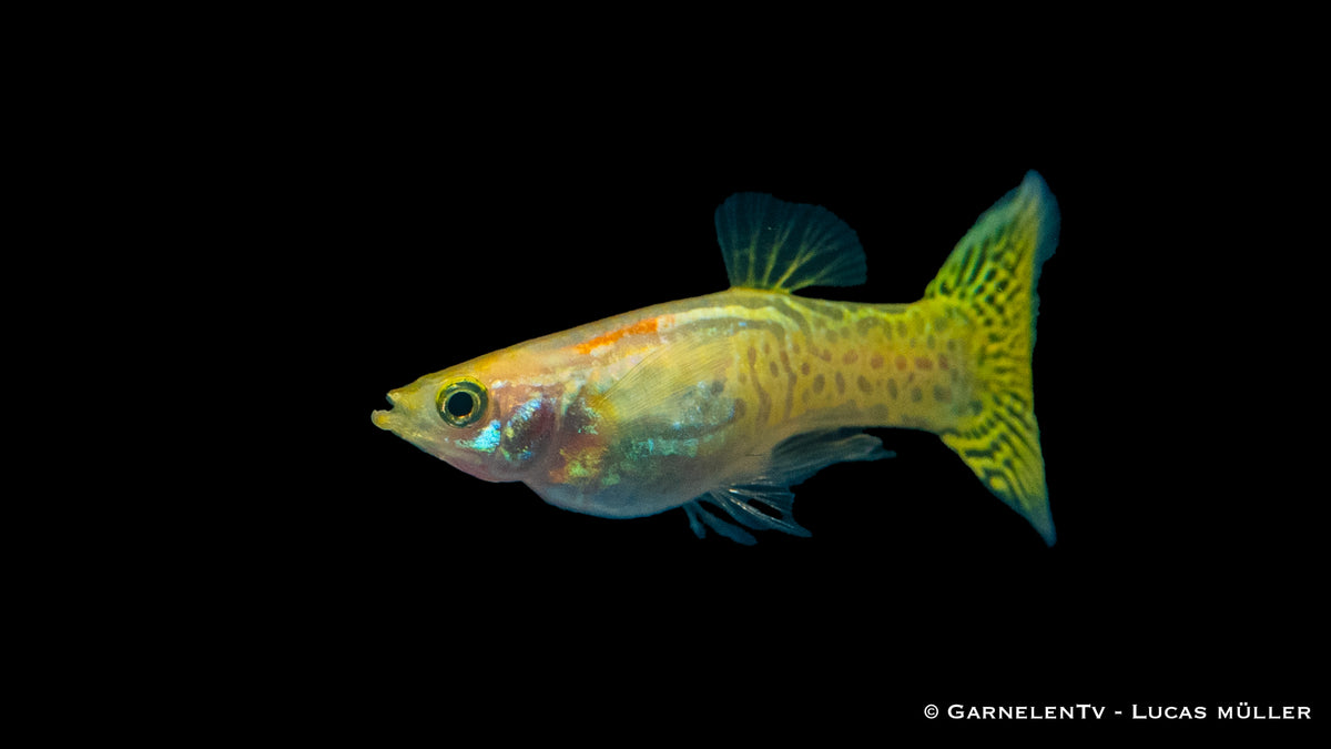 Guppy männlich cobra gold ml (Sri Lanka)