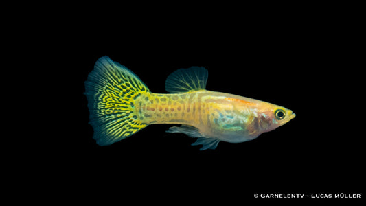 Guppy männlich cobra gold ml (Sri Lanka)