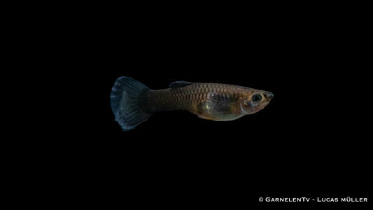 Guppy weiblich blue moskau ml (Sri Lanka)