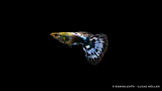 Guppy männlich dumbo ear blue dragon ml (Sri Lanka)