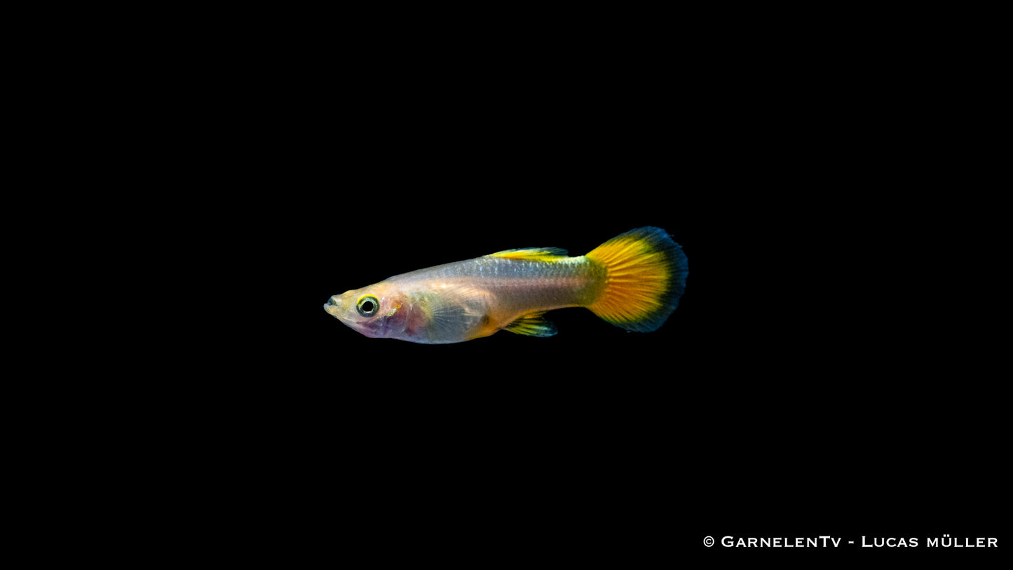 Guppy weiblich full gold ml (Thailand)