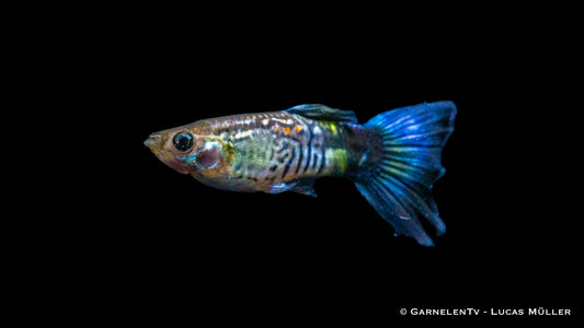 Guppy männlich cobra blue ml (Sri Lanka)