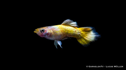 Guppy männlich full gold ml (Thailand)
