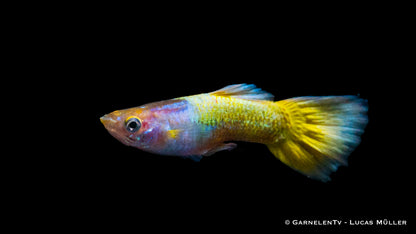 Guppy männlich full gold ml (Thailand)