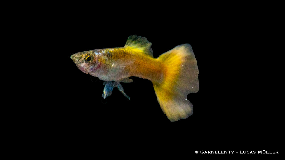 Guppy männlich german yellow  lg (Sri Lanka)