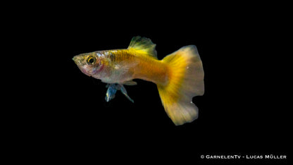 Guppy männlich german yellow  lg (Sri Lanka)
