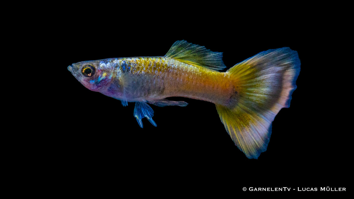 Guppy männlich german yellow  lg (Sri Lanka)